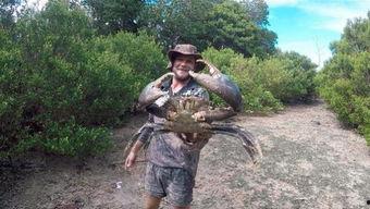 巨型螃蟹视频,巨型螃蟹惊悚视频揭秘