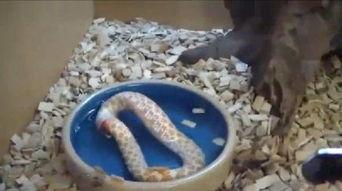 蛇吃饭视频,惊心动魄的进食过程揭秘